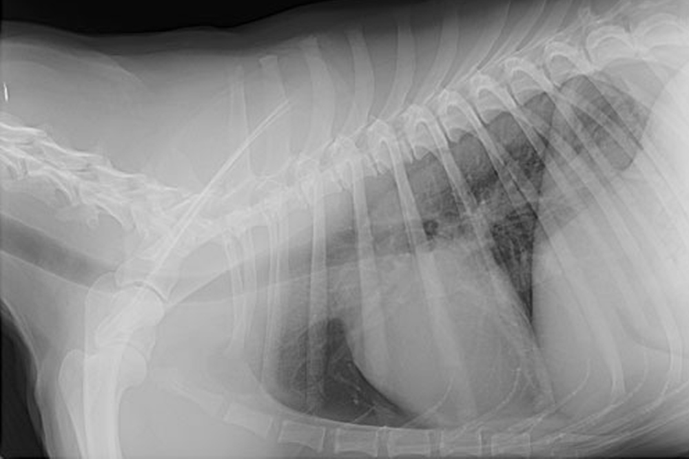 Radiology - Photo of Radiograph