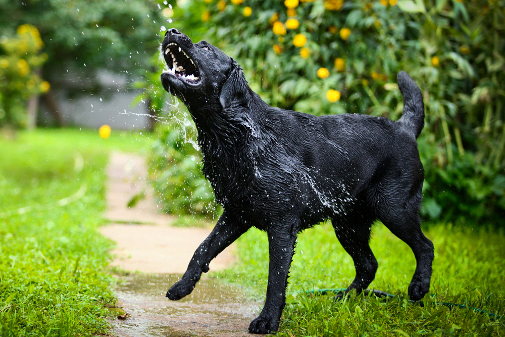 Grooming - Wet Dog Outside