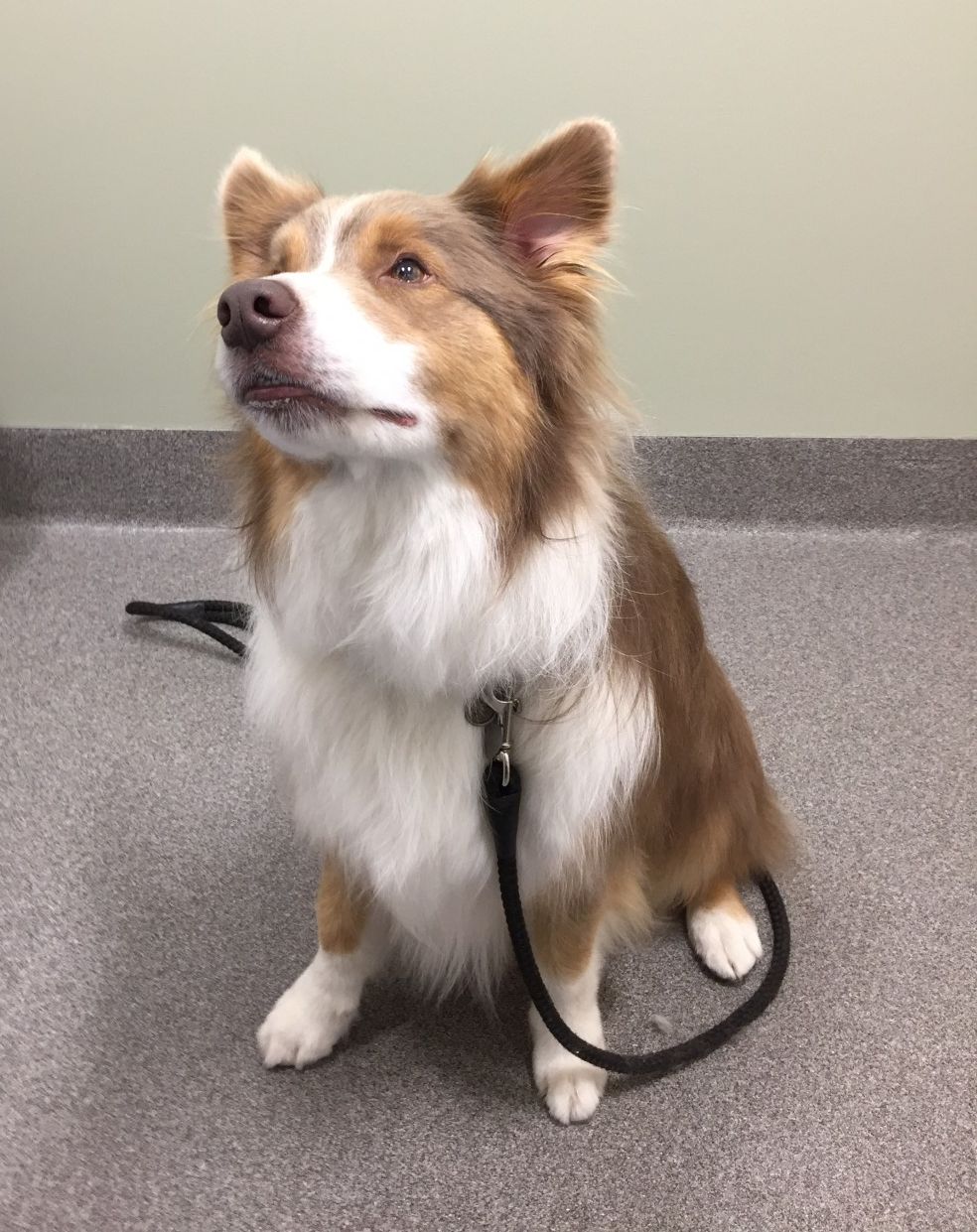 Pretty dog sitting on floor