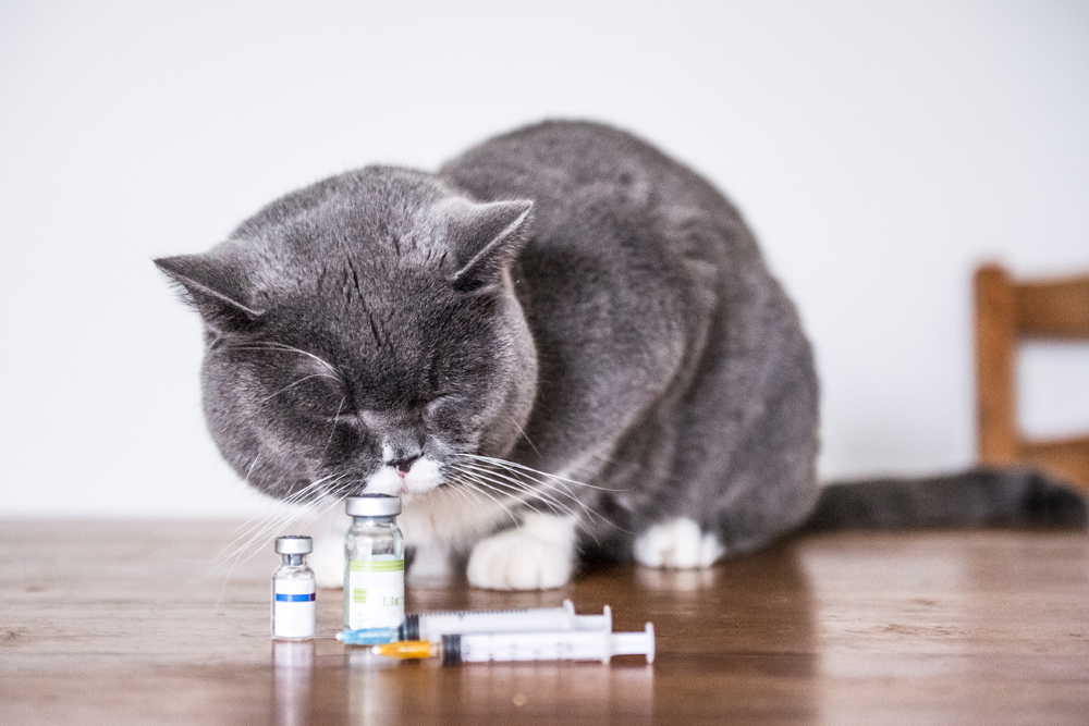 Annual Wellness & Preventative Care - Cat With Vaccines