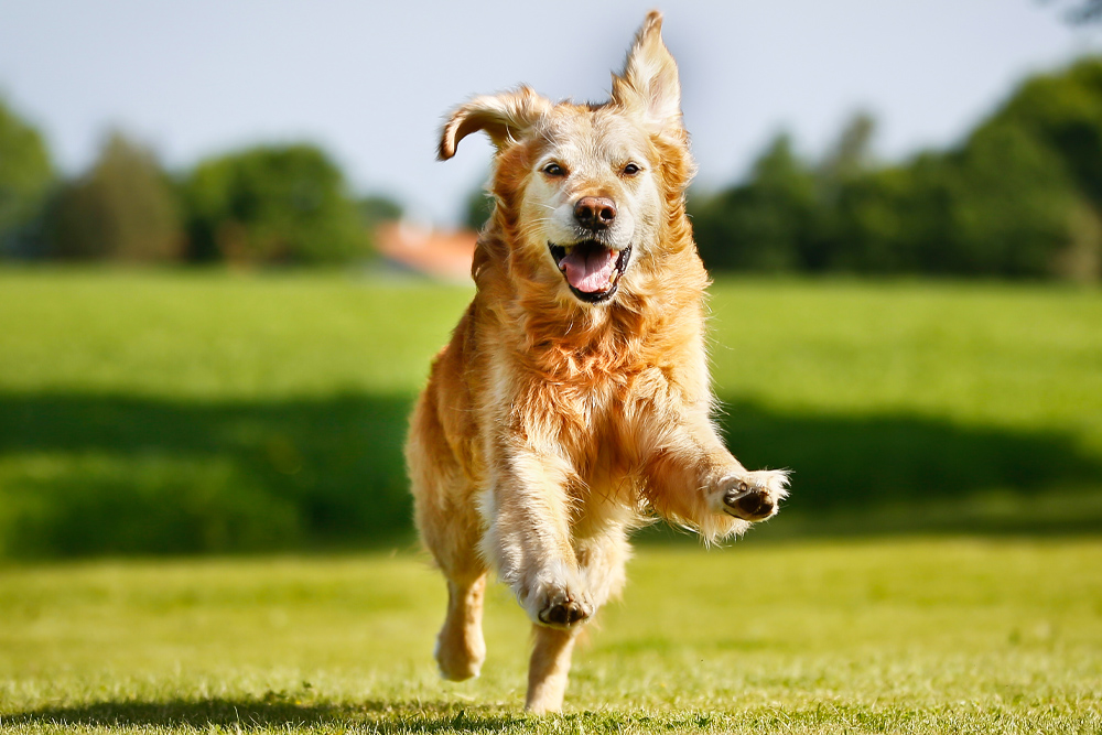 Microchipping - Dog Running in Field