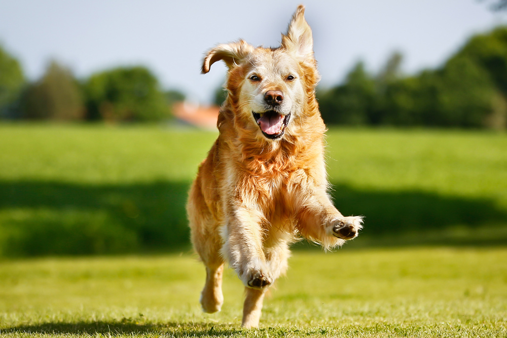 Microchipping - Dog Running in Field Microchipping - Dog Running in Field