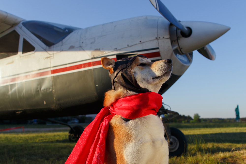 Health Certificates - Dog Near Plane