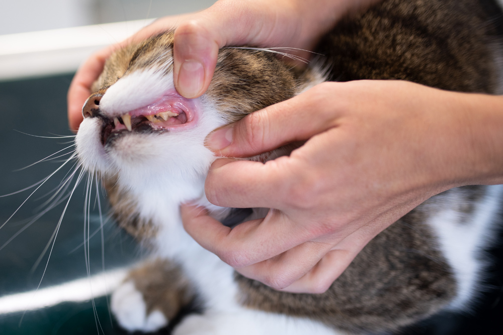 Pet Dentistry - Cat Dental Pet Dentistry - Cat Dental