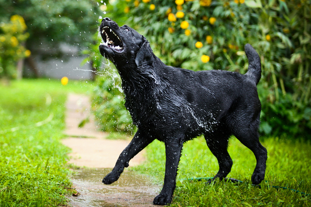 Grooming - Wet Dog Outside Grooming - Wet Dog Outside