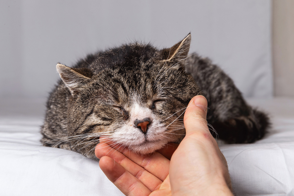 Euthanasia / Palliative Care - Elder Cat Receiving Pets