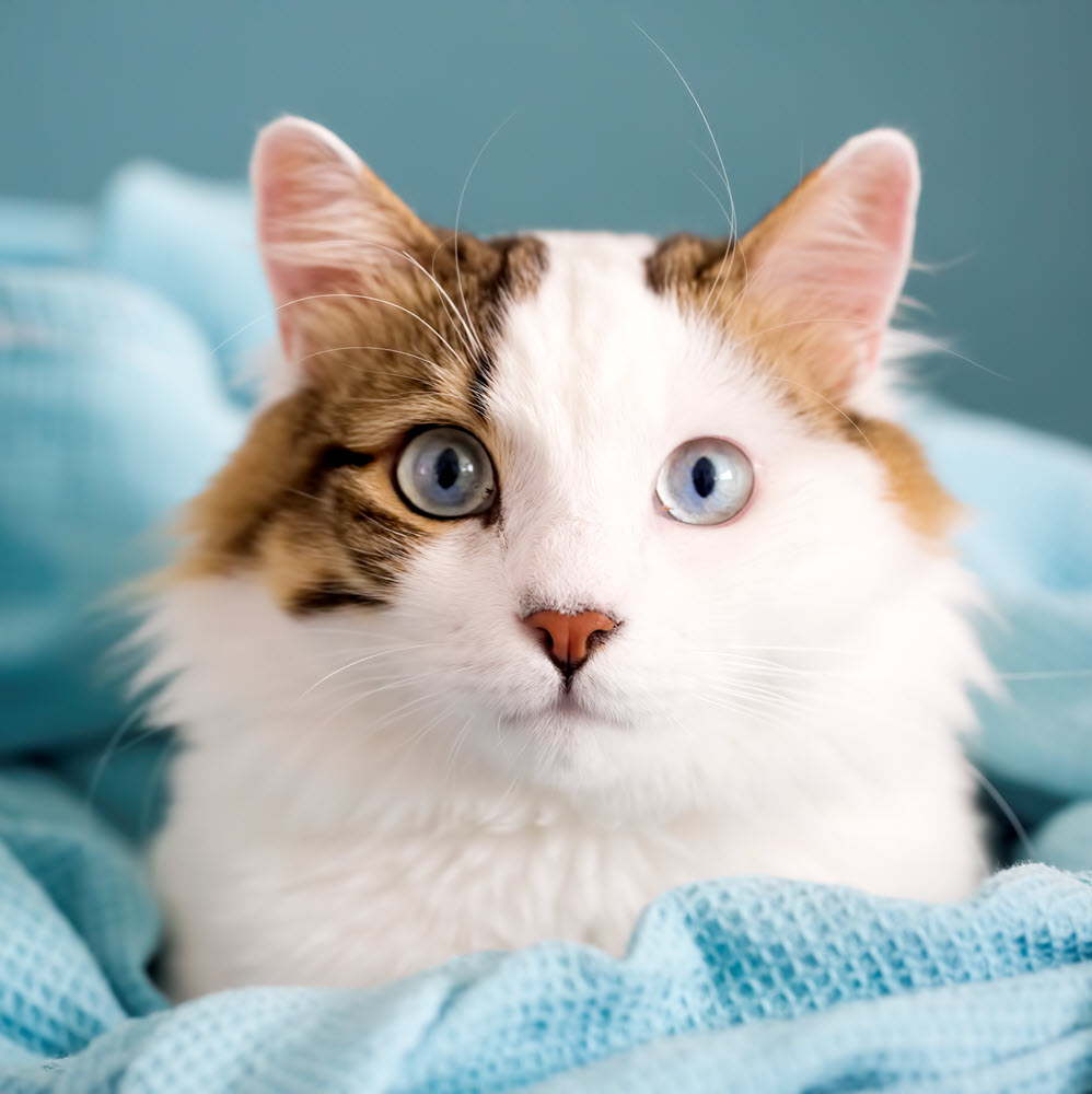 Cat with Blue Eyes