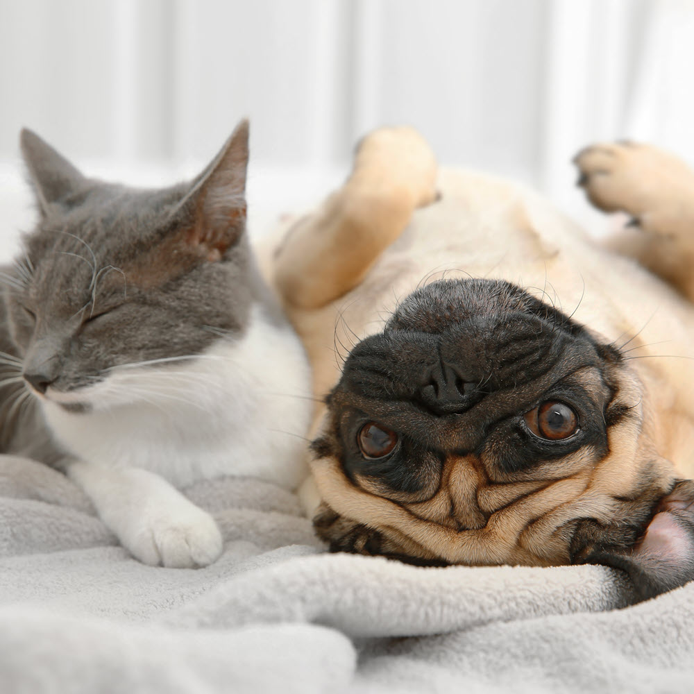 Pug and Cat snuggling