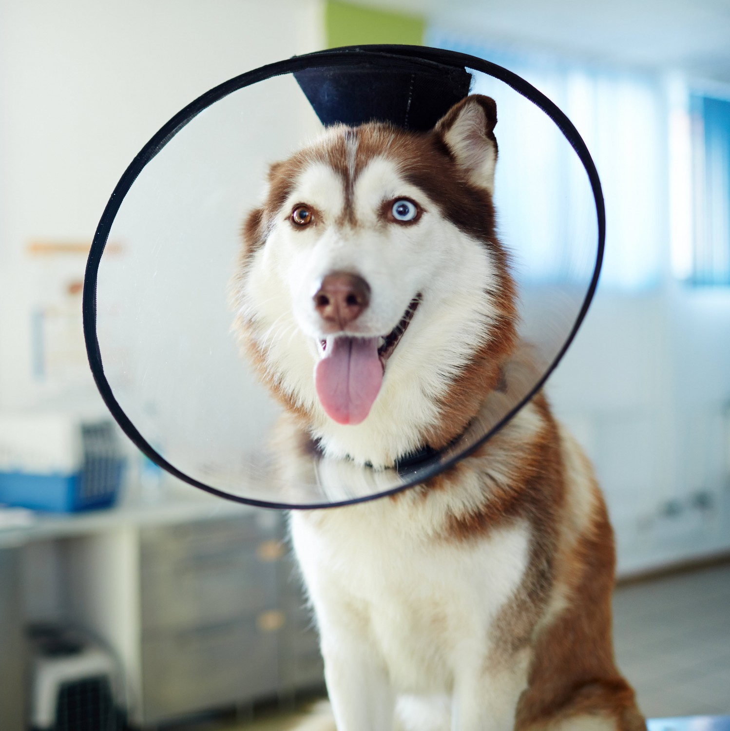 Husky with an E-Collar